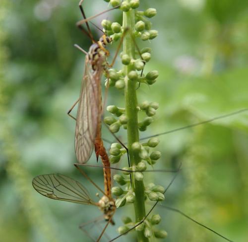 Nephrotoma flavescens